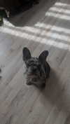 rott3nbambi Altpins Profile Picture