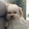 camimendes Altpins Profile Picture