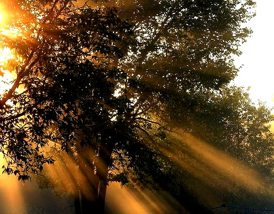 enngravedheart enngravedheart archive image