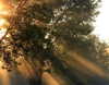 enngravedheart Altpins Profile Picture