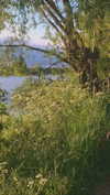 alisen.mari Altpins Profile Picture