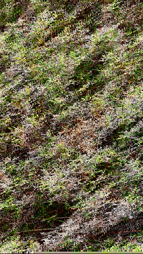 strawberryshanz strawberryshanz archive image