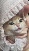 s0meii0 Altpins Profile Picture
