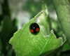 petite.carrot Altpins Profile Picture