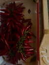 annabottoo Altpins Profile Picture