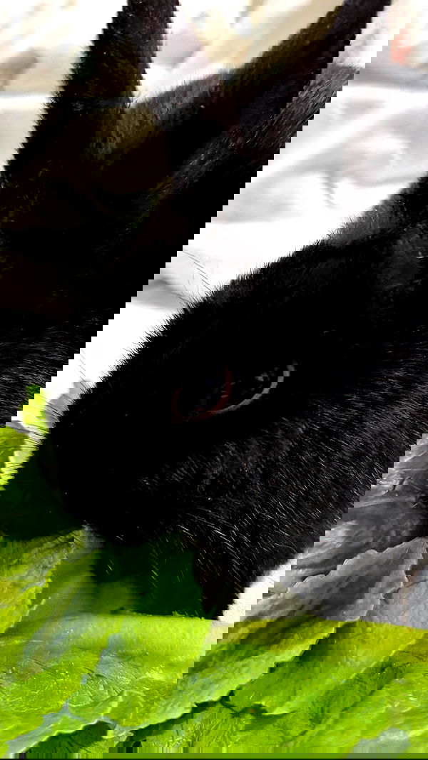 efrat_elmalich efrat_elmalich archive image