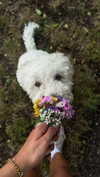 danamrts Altpins Profile Picture