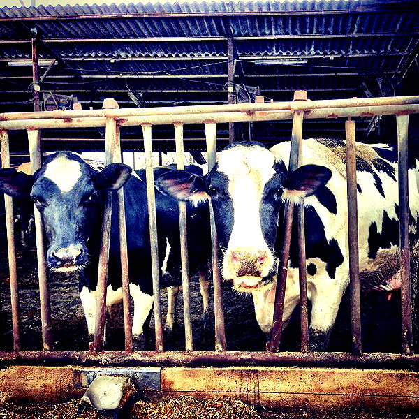 adihimelbloy instagram image archive image