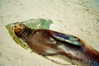 bugz4brainz Altpins Profile Picture