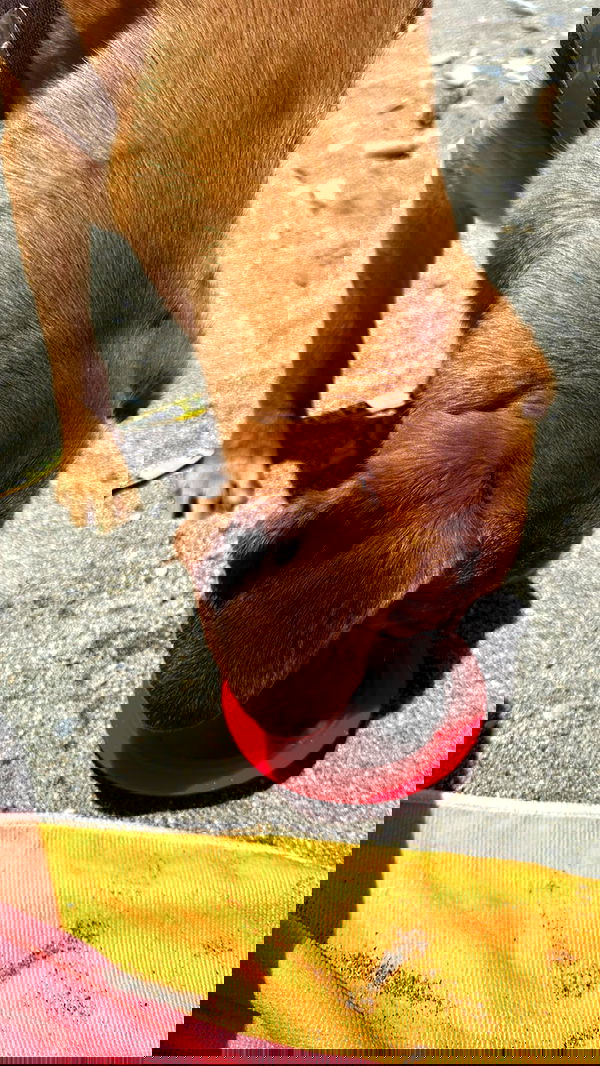 manjolamuriqi manjolamuriqi archive image