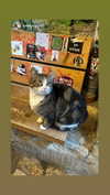 dante_yangpa Altpins Profile Picture