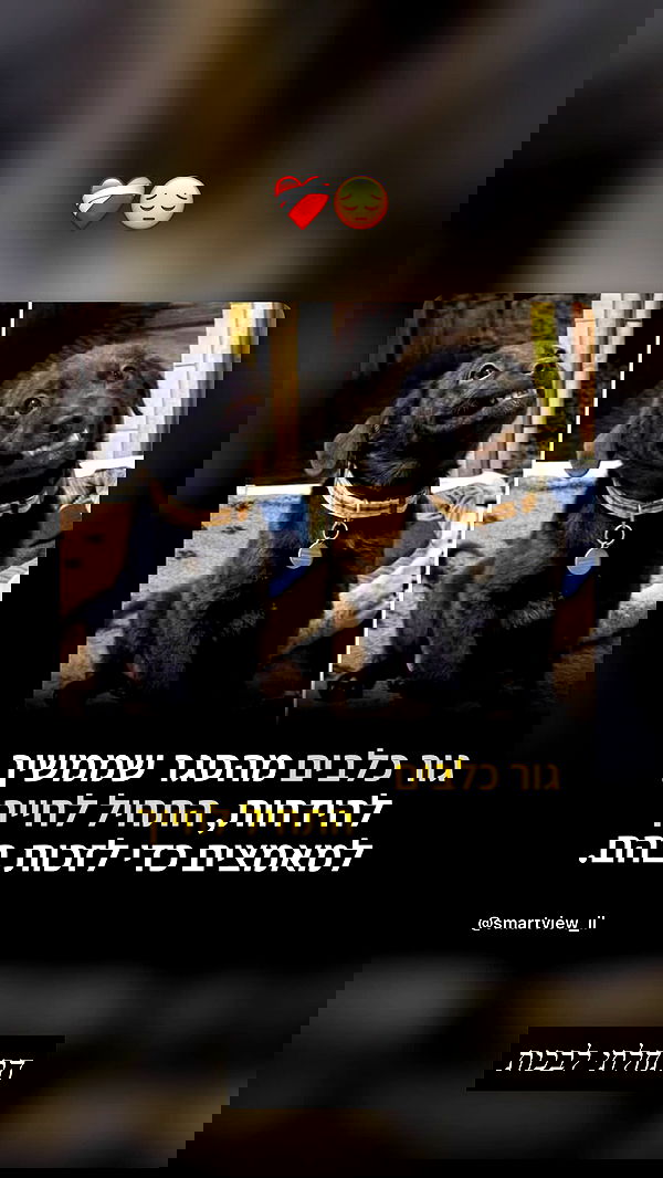 liashaked liashaked archive image