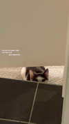livindeadyaz Altpins Profile Picture