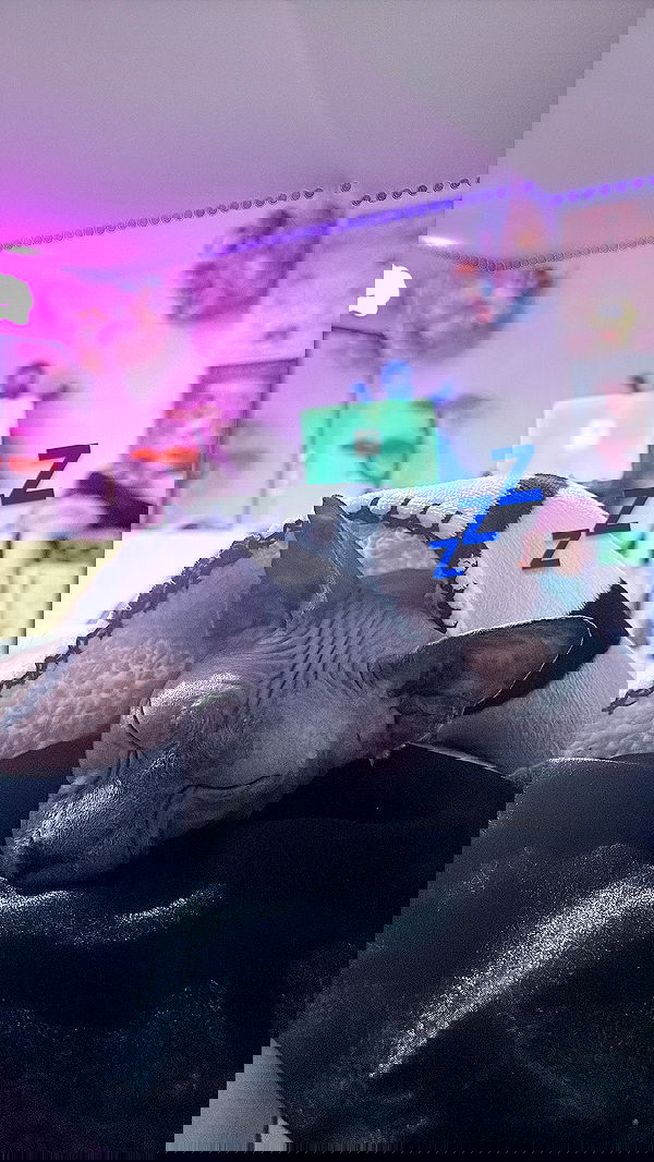 iluvmeww iluvmeww archive image