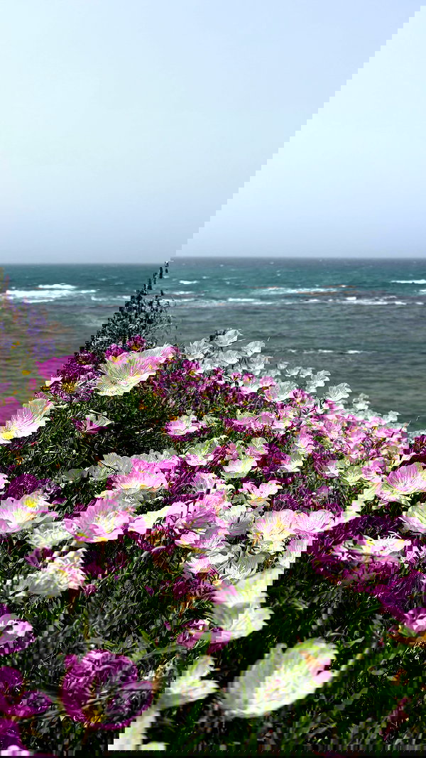 v.e.r.o._.n.i.c.a v.e.r.o._.n.i.c.a archive image