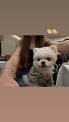 lollinski Altpins Profile Picture