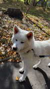 kriskaik Altpins Profile Picture