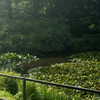 _dead__cherry_ Altpins Profile Picture