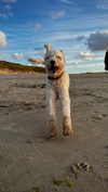 danamrts Altpins Profile Picture