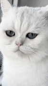 annaemiliaz Altpins Profile Picture