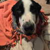 pipssqueakss Altpins Profile Picture