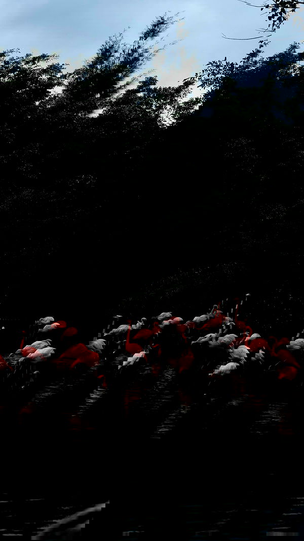 giangg._ giangg._ archive image