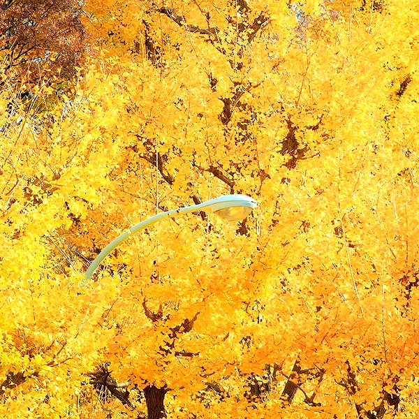 muze instagram image archive image