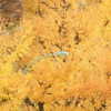 muze Altpins Profile Picture