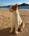 owlydiaa Altpins Profile Picture
