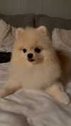 imshigh_ Altpins Profile Picture