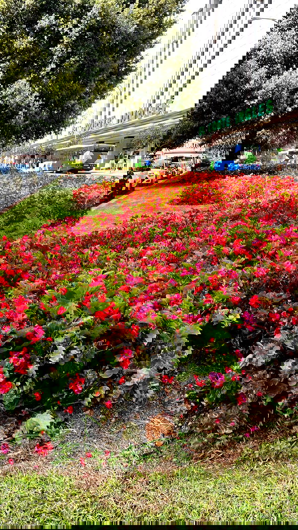 shunli__mei image ~ Altpins