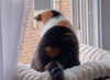 mewisa Altpins Profile Picture