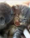 mewisa Altpins Profile Picture
