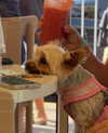 zoeliss Altpins Profile Picture