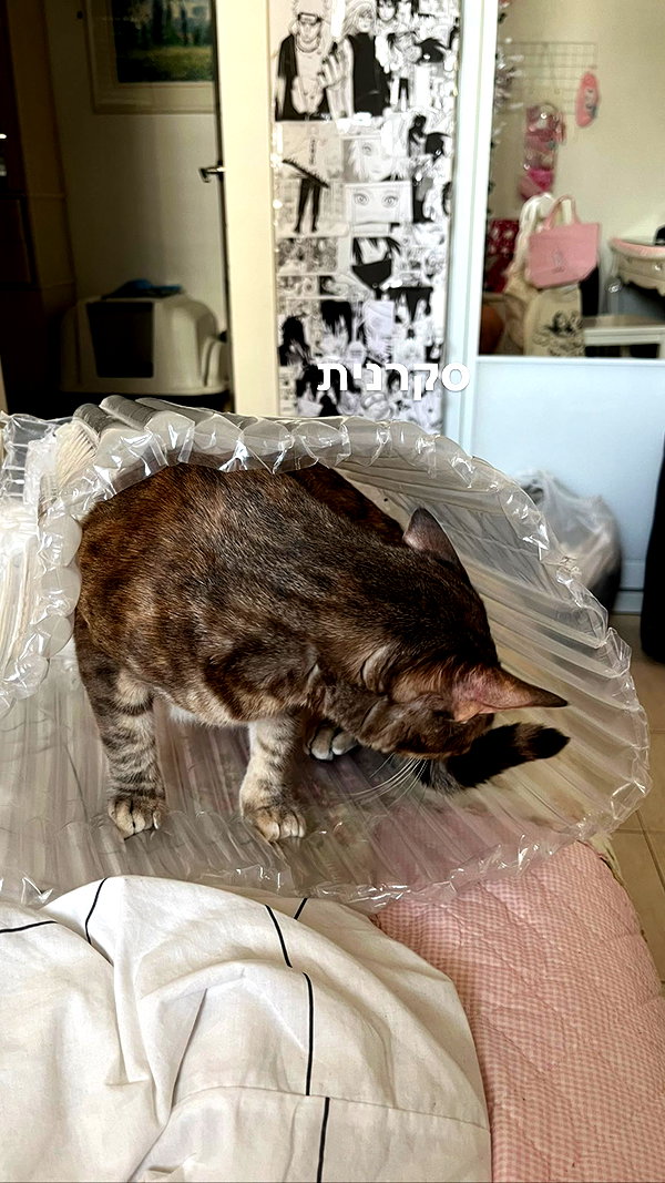 Archived image from @notchicore on Instagram