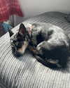 jahia_brown Altpins Profile Picture