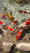 dina_shrago Altpins Profile Picture