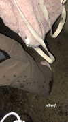 hoodifruit Altpins Profile Picture