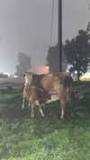 osher_yakir Altpins Profile Picture