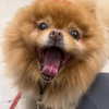 nicole.shpo Altpins Profile Picture
