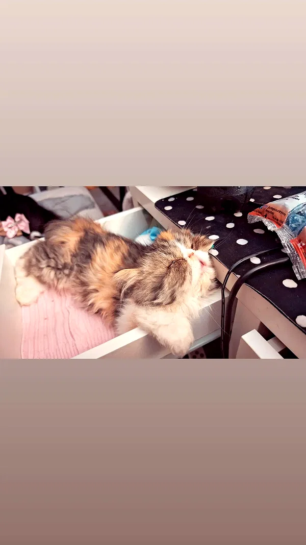 mirekyarahire instagram image archive image