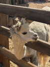 lihi.k_ Altpins Profile Picture