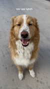 biton__adi Altpins Profile Picture