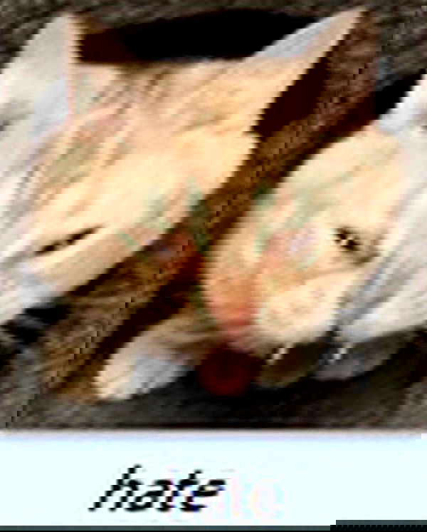 milkgore milkgore archive image