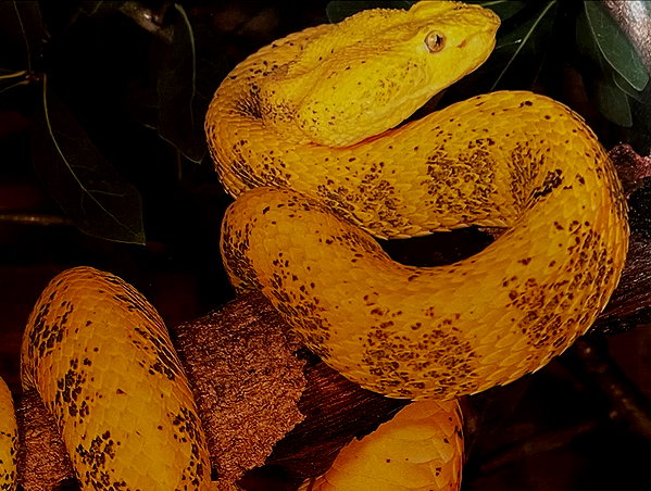 elia.shinar instagram image archive image