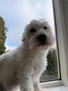 majawitzell Altpins Profile Picture