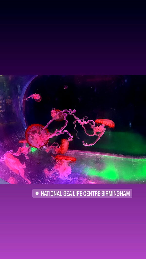 dais.222 instagram image archive image