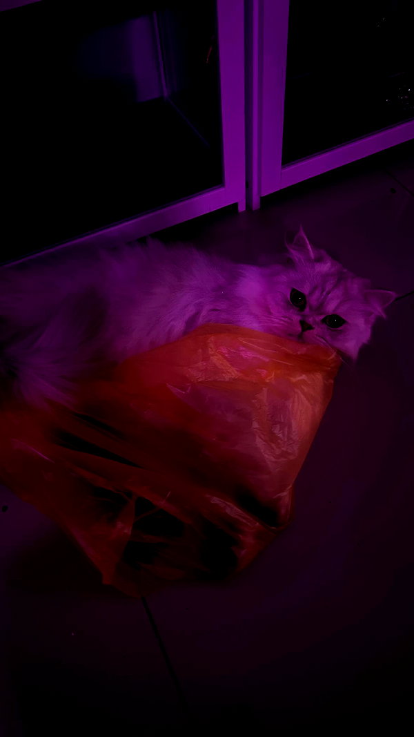 xsurio instagram image archive image