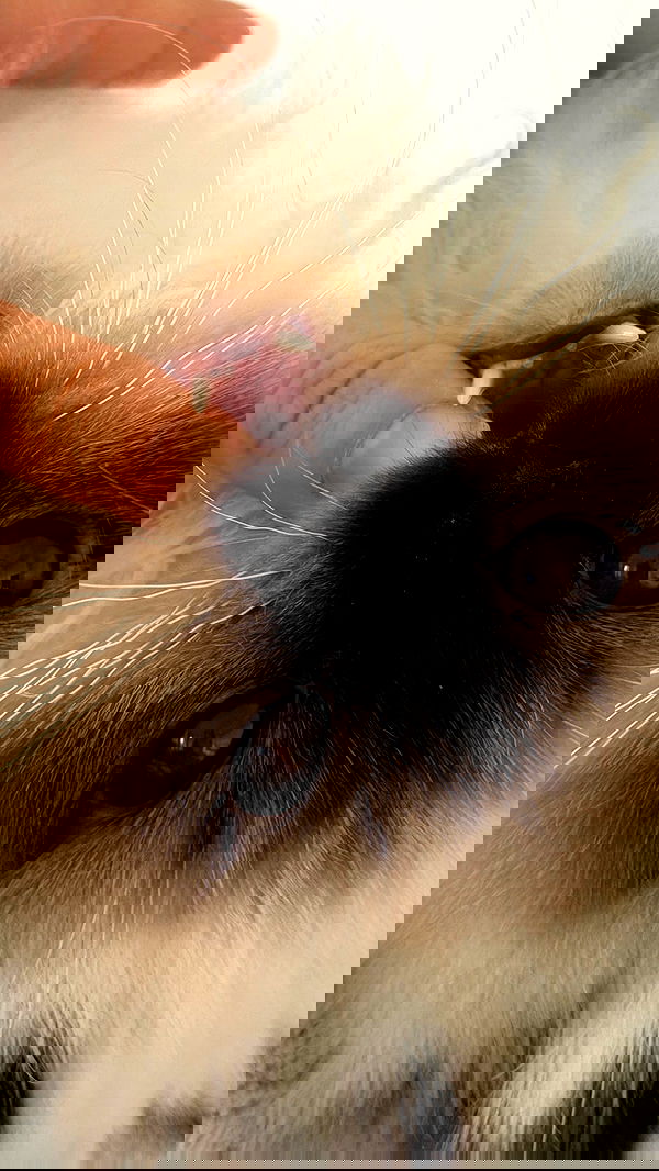 kasumi_sen kasumi_sen archive image