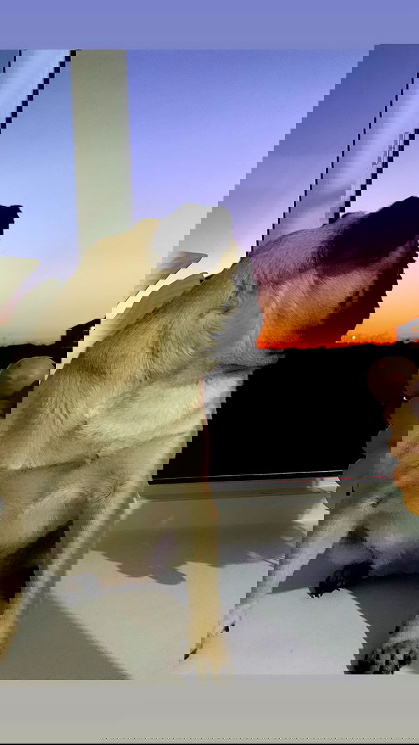 nyityam nyityam archive image